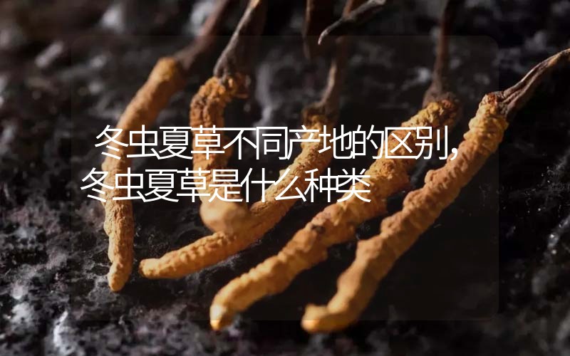 冬蟲夏草不同產(chǎn)地的區(qū)別，冬蟲夏草是什么種類