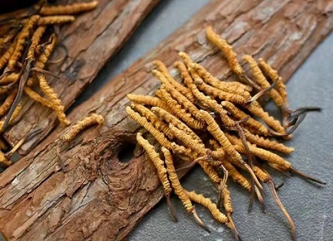 野生的冬蟲夏草有哪些功能和食用禁忌呢