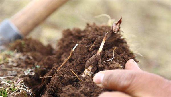 冬蟲(chóng)夏草的種植方法 冬蟲(chóng)夏草5步種植方法的概述