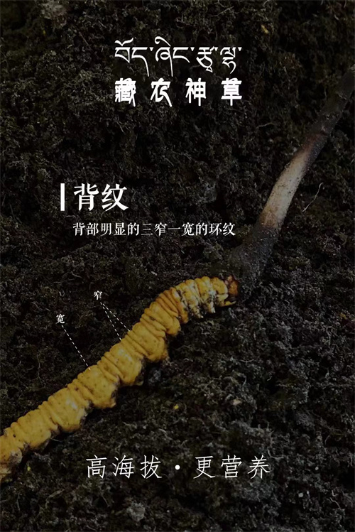 冬蟲夏草韭菜籽煮水：健康新時尚，養(yǎng)生好搭檔！