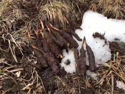 冬蟲夏草真的生長在雪山之巔嗎？揭秘其生長環(huán)境與獨特價值