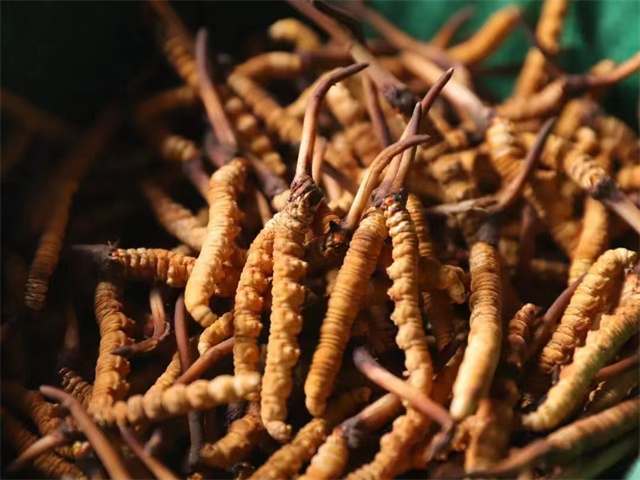 冬蟲夏草和花茄子同吃的5種食用方法