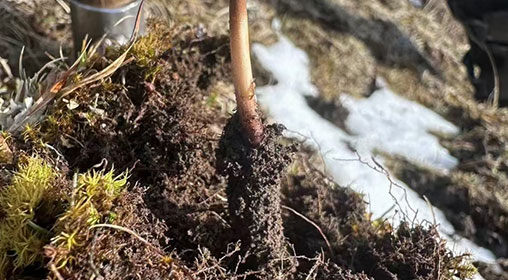 冬蟲(chóng)夏草西藏新鮮：雪域高原的"黃金草"與生命密碼